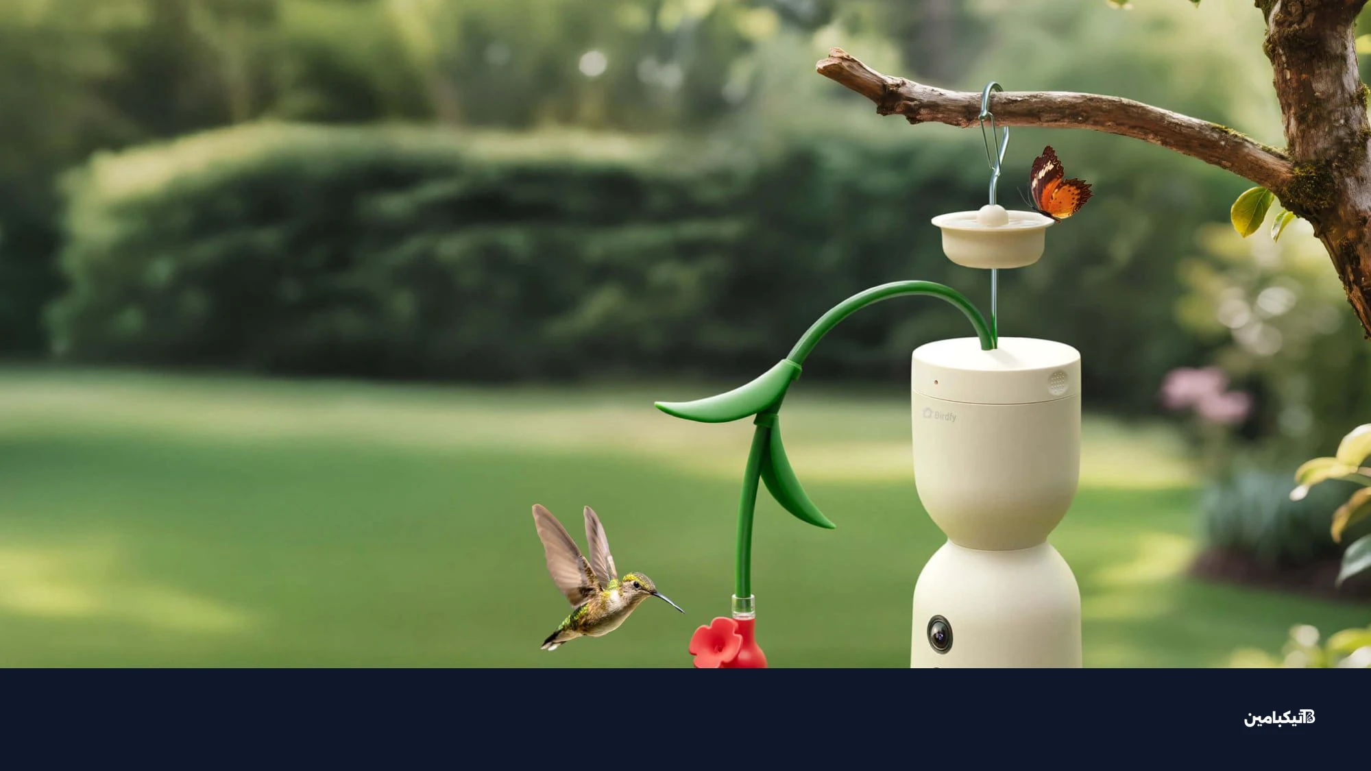 بيردفاي هام بلووم