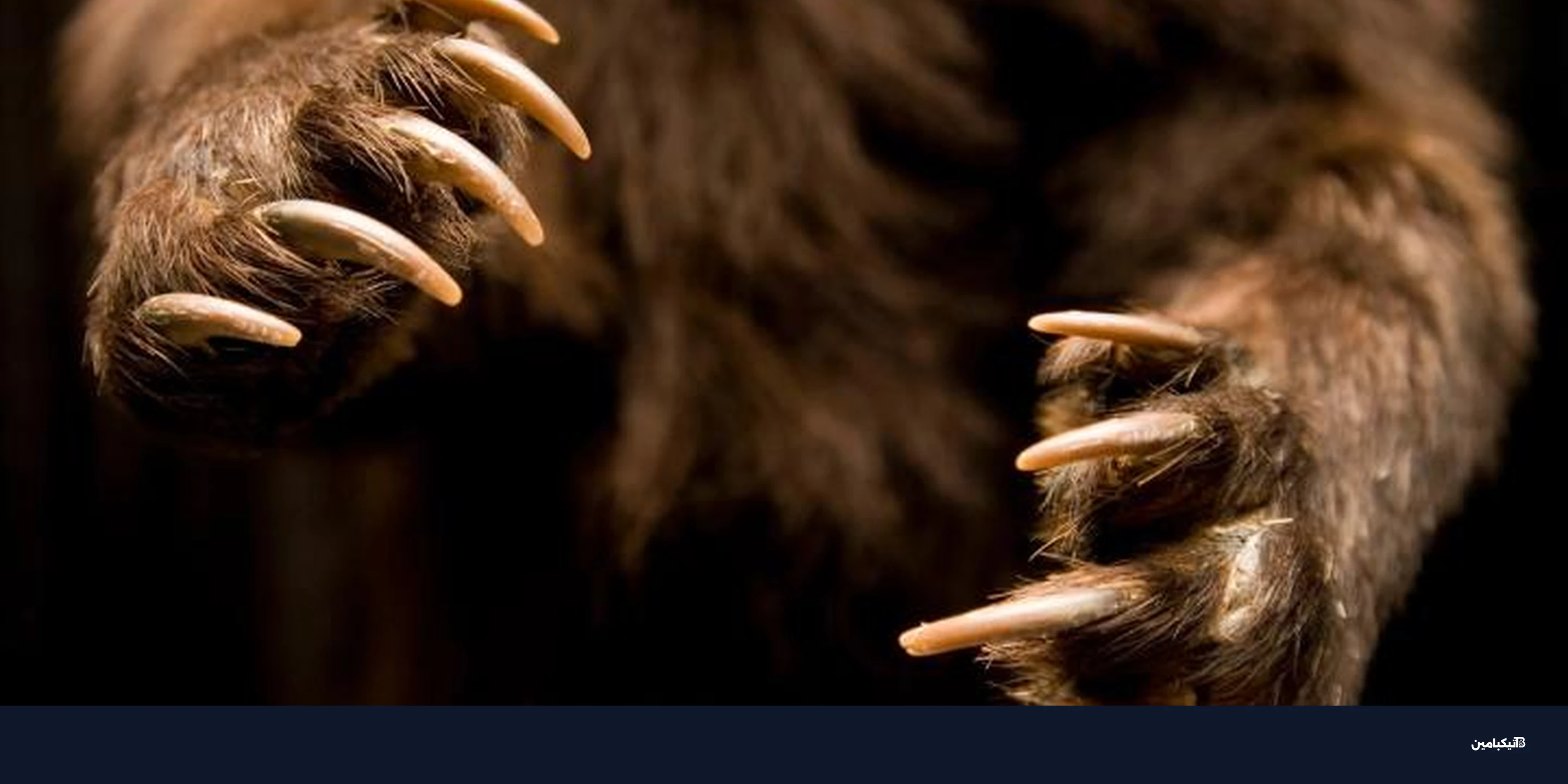 تراجع البيتكوين تحت 67 ألف دولار بسبب خسائر إنفيديا