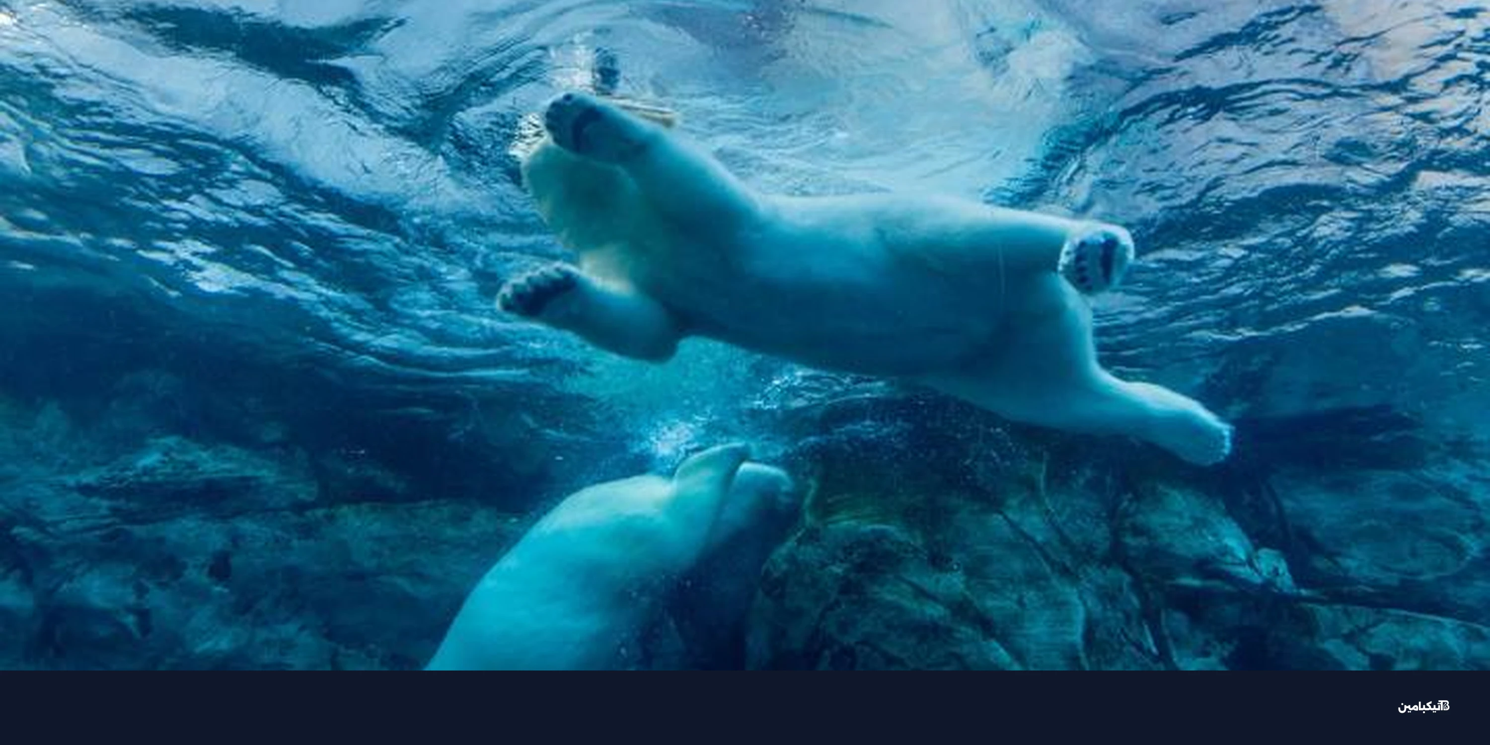 تراجع بيتكوين وانهيار أسهم آي بي إم بسبب الذكاء الاصطناعي