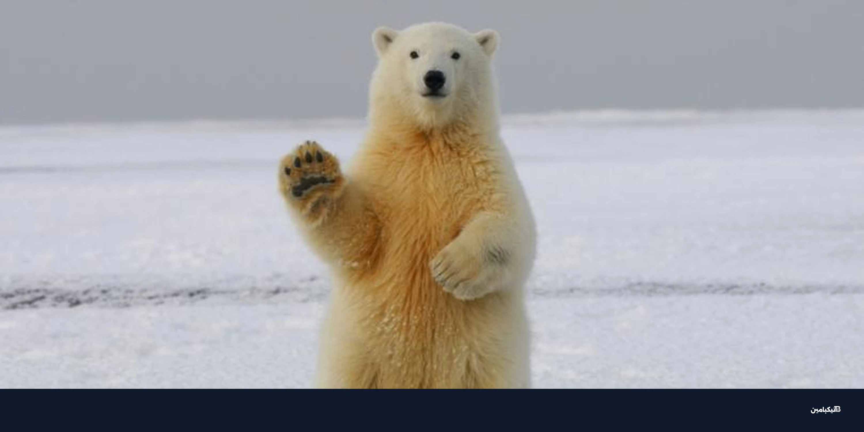 مراكز الشراء على بيتكوين تبلغ ذروة منذ 2023