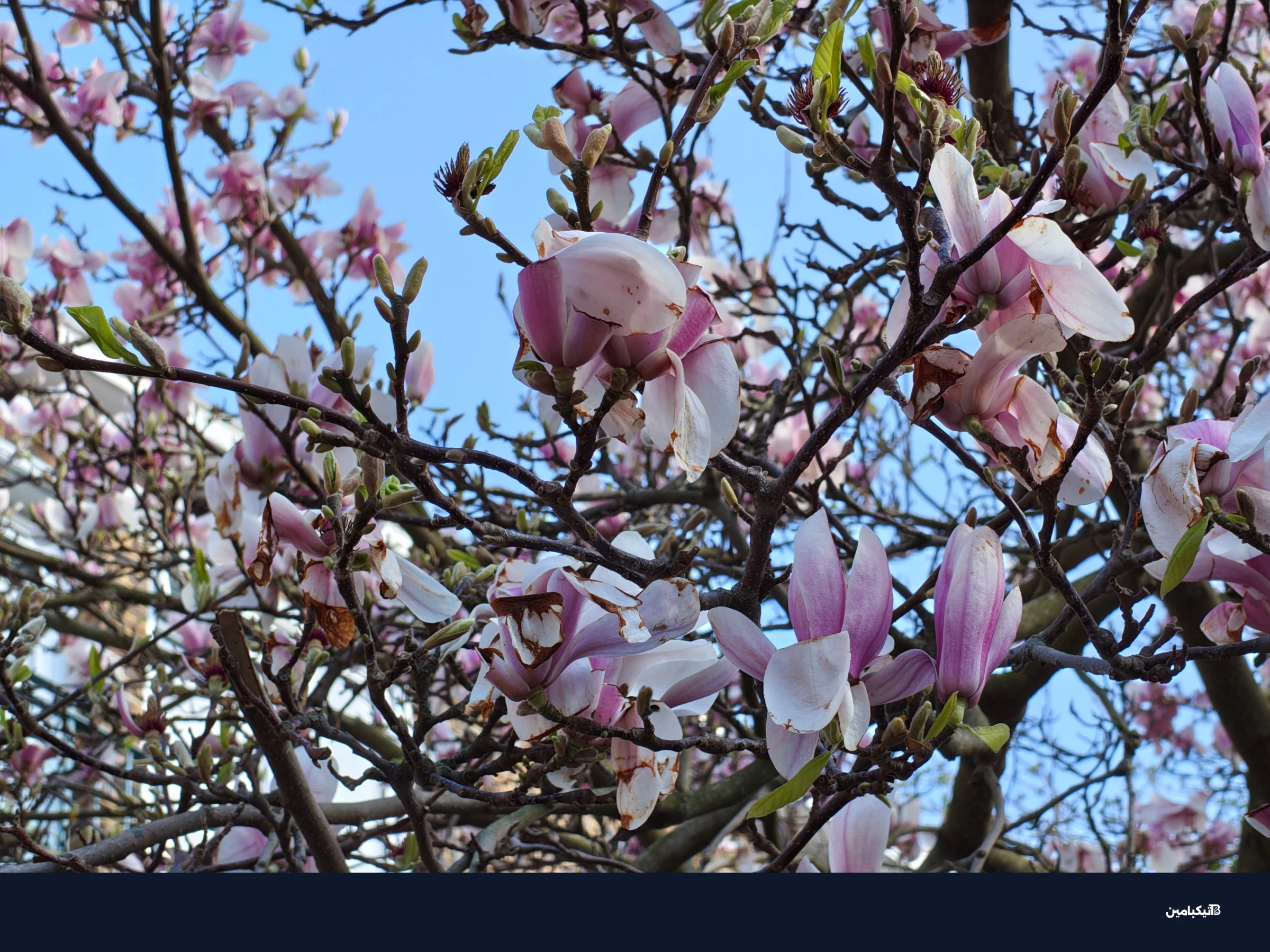 تعمل الكاميرا المقربة بشكل جيد في الإضاءة السهلة.