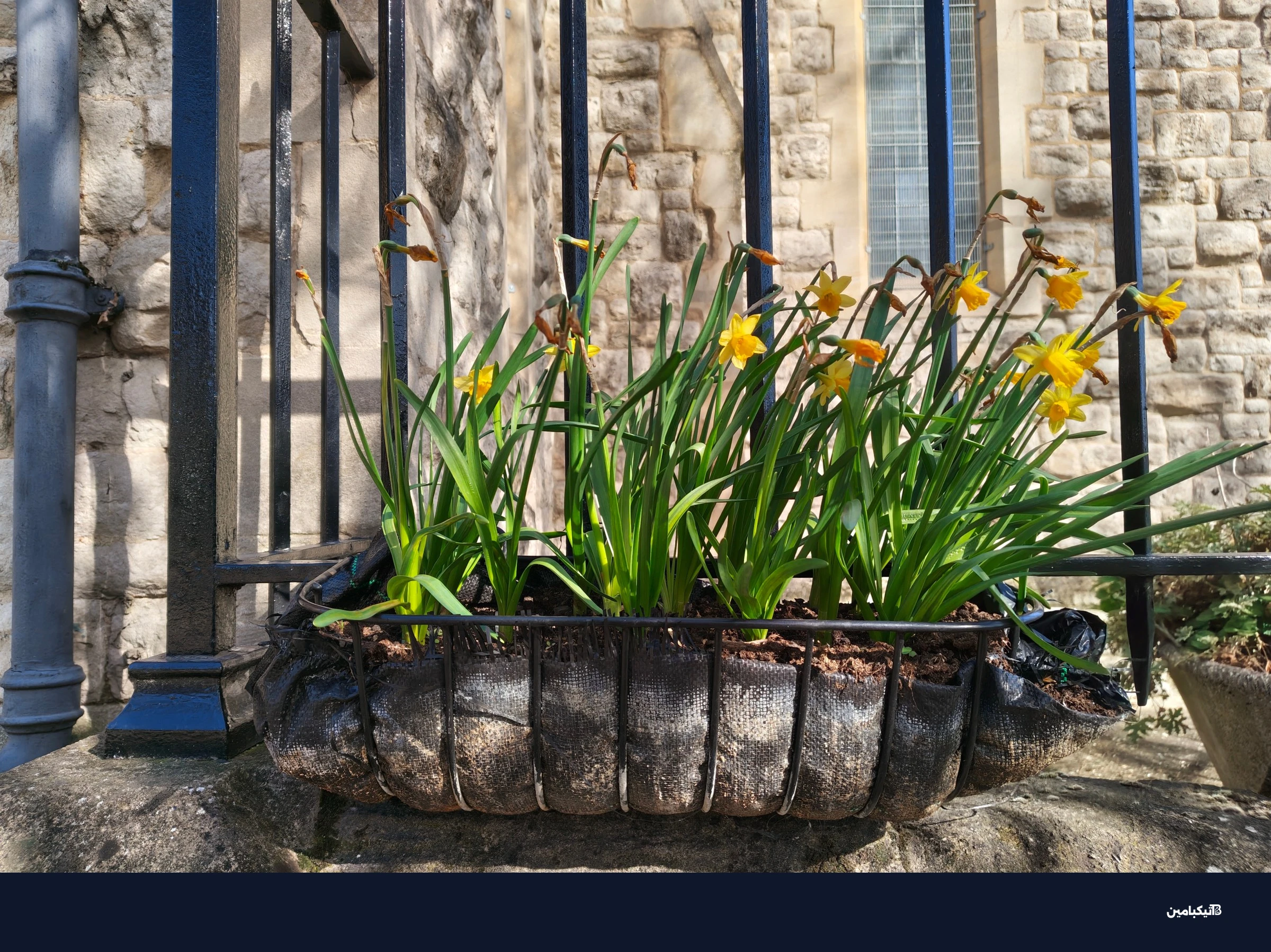 لقطات ضوء النهار من الكاميرا الرئيسية تبدو عادة رائعة.