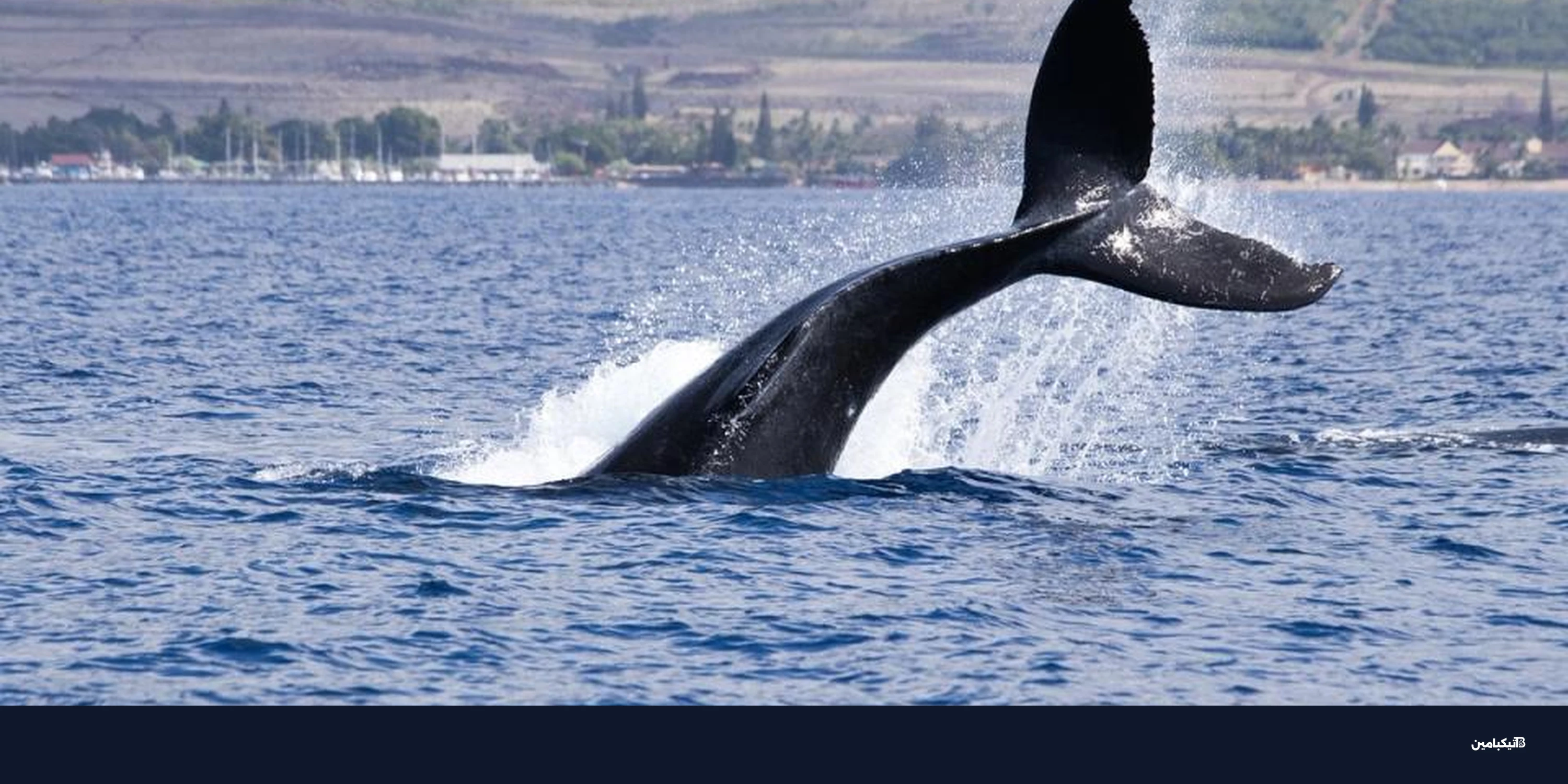 حيتان بِتكوين يعززون الشراء: هل يقفز السعر فوق 80 ألف دولار؟